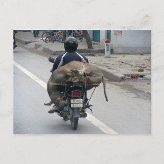 Buffalo über Motorbike-Vietnam Postkarte