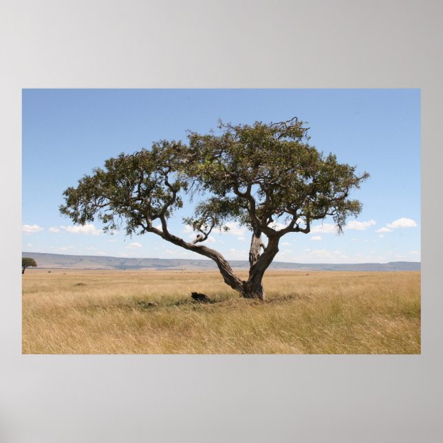 Buffalo unter Akazienbaum Poster (Vorne)