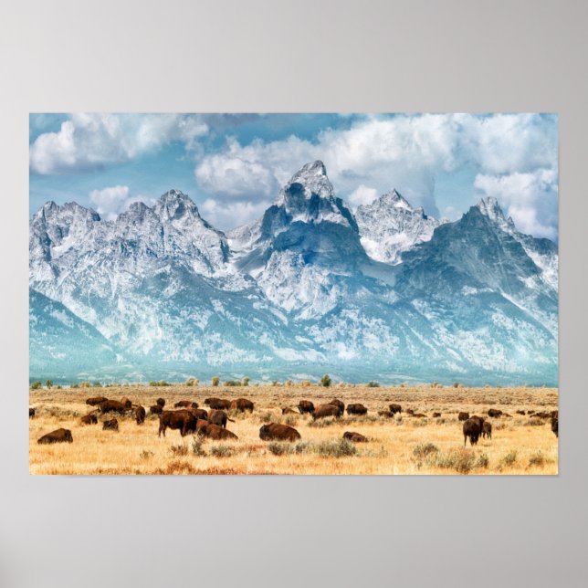 Buffalo Unterhalb des Grand Teton Mountains Poster (Vorne)