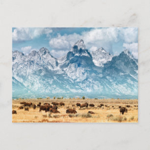 Buffalo Unterhalb des Grand Teton Mountains Postkarte