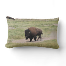 Buffalo unterwegs, Fotografie