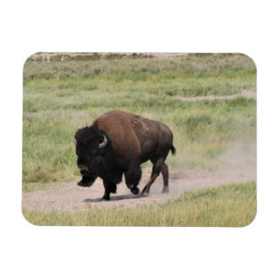 Buffalo unterwegs, Fotografie Magnet