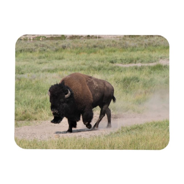 Buffalo unterwegs, Fotografie Magnet (Horizontal)