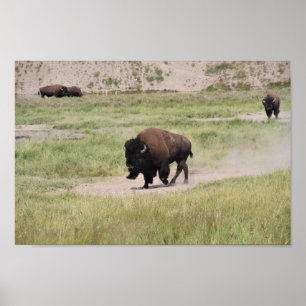 Buffalo unterwegs, Fotografie Poster