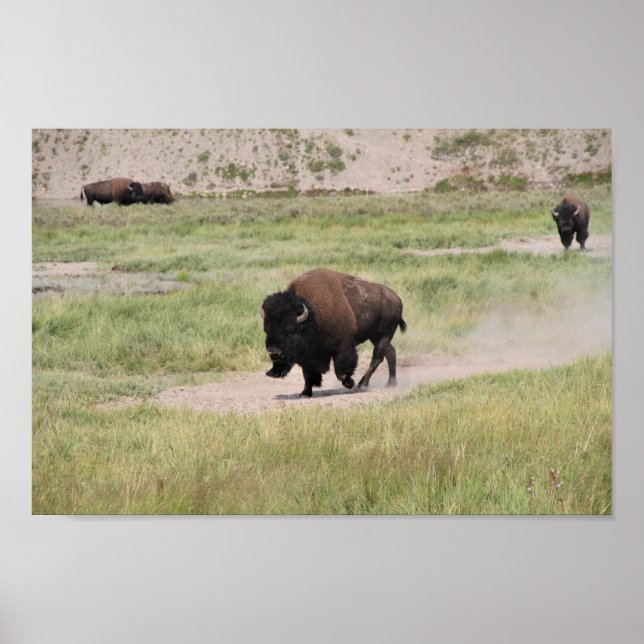 Buffalo unterwegs, Fotografie Poster (Vorne)