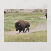 Buffalo unterwegs, Fotografie