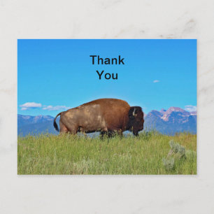 Buffalo Vielen Dank Postcard Postkarte