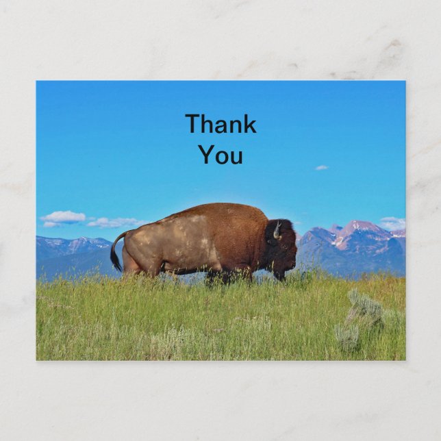 Buffalo Vielen Dank Postcard Postkarte (Vorderseite)