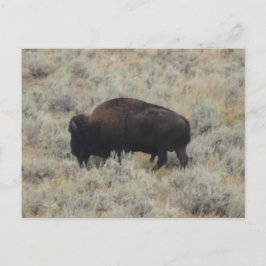 Buffalo, Weiden, Gelbstein, Fotografie Postkarte