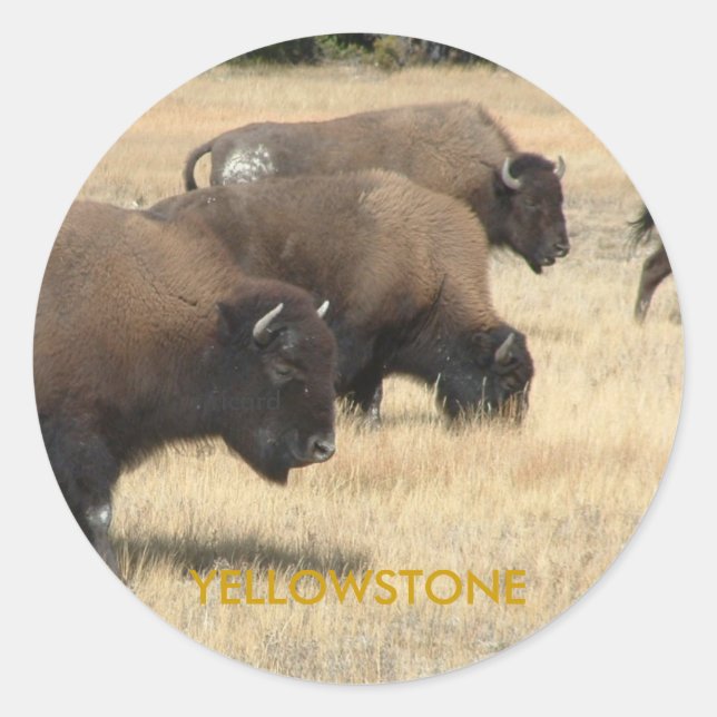 Buffalo Yellowstone Sticker (Vorderseite)