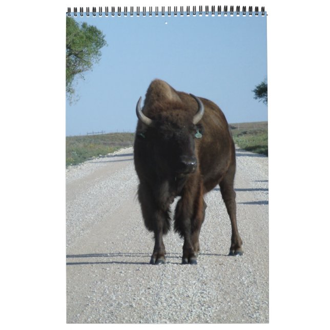 Buffaloed Kalender (Titelbild)