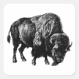 Büffel Amerikanischer Bison Vintage-Holzschnitt Quadratischer Aufkleber