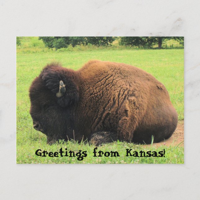 Büffel, Grüße aus Kansas! Postkarte (Vorderseite)
