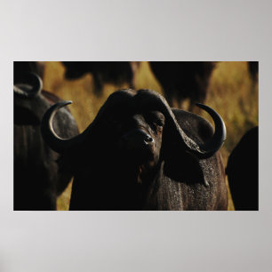 Büffel-Kapsafari-Wandbehänge Poster