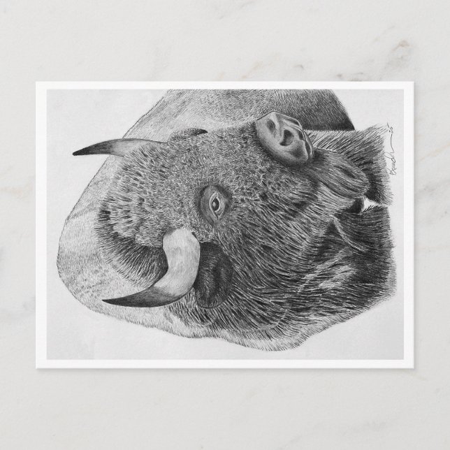 Büffel Postkarte (Vorderseite)