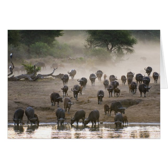 Büffel-Staubsturm (Vorderseite (Horizontal))