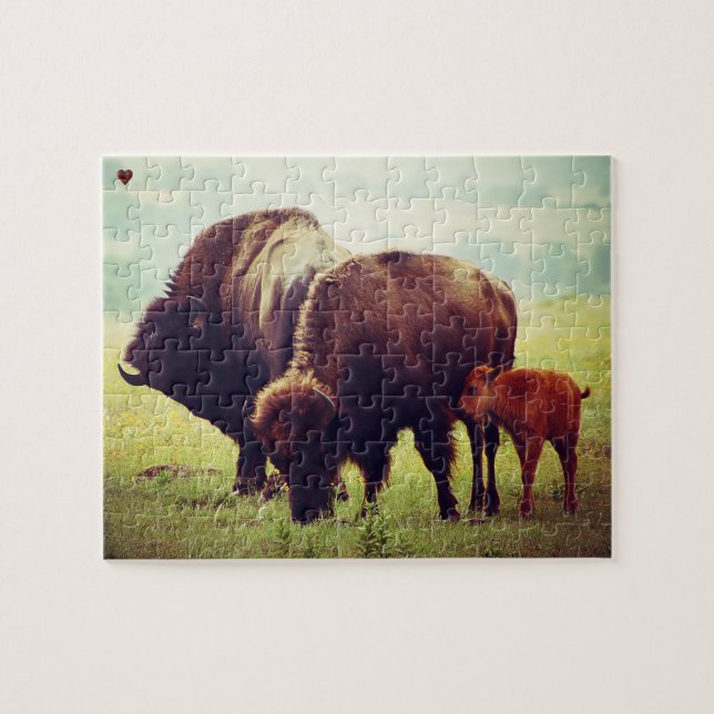Büffel und Kalb Oklahoma Puzzle (Horizontal)