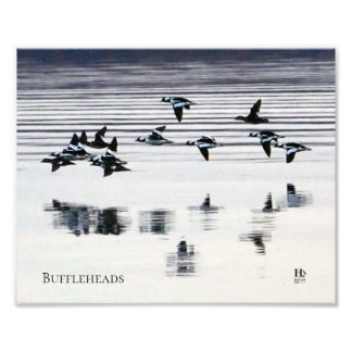 Buffelhead-Enten am Higgins-See Fotodruck