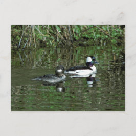 Büffelköpfe - Hauben Postkarte