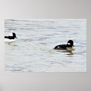 Büffelkopfenten Fotoplakat Poster