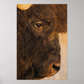 Büffelprofil Poster