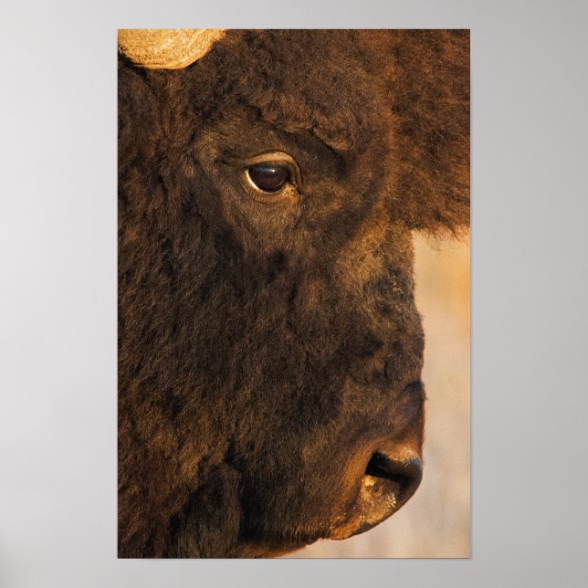 Büffelprofil Poster (Vorne)