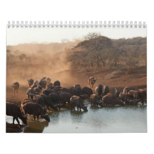 Buffle Calendar Buffalo Animal Kalender