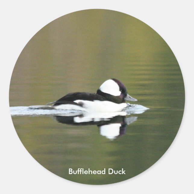 Bufflehead Duck Aufkleber (Vorderseite)