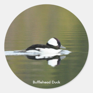 Bufflehead Duck Aufkleber