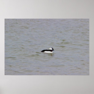 Bufflehead Duck Foto Poster