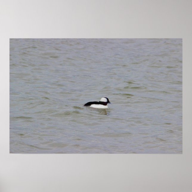 Bufflehead Duck Foto Poster (Vorne)