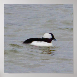 Bufflehead Duck Foto Poster