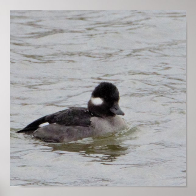 Bufflehead Duck Foto Poster (Vorne)