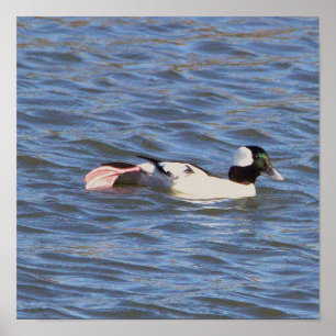 Bufflehead Duck Poster