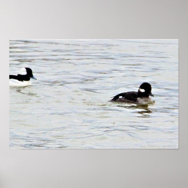 Bufflehead Encks Foto Poster (Vorne)