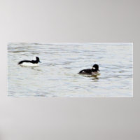 Bufflehead Encks Foto Poster