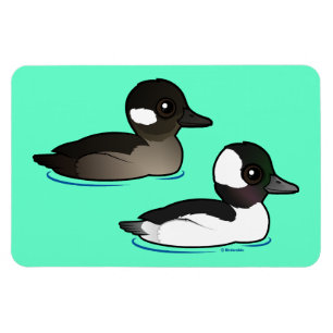 Bufflehead Pair Magnet