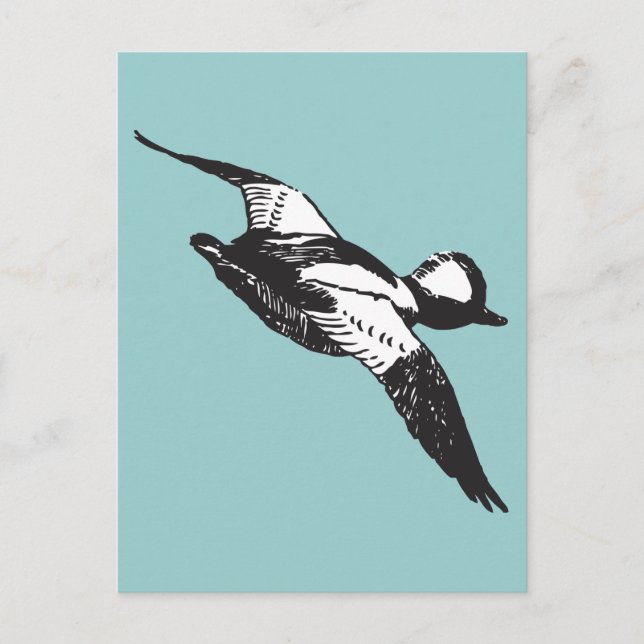 Bufflehead Sketch Postkarte (Vorderseite)