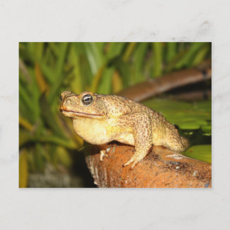 Bufo the Frog Postkarte