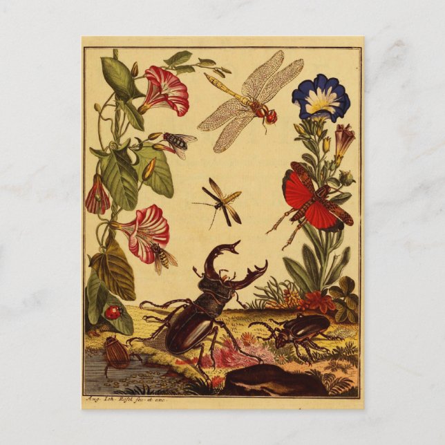 Bug 1764 postkarte (Vorderseite)