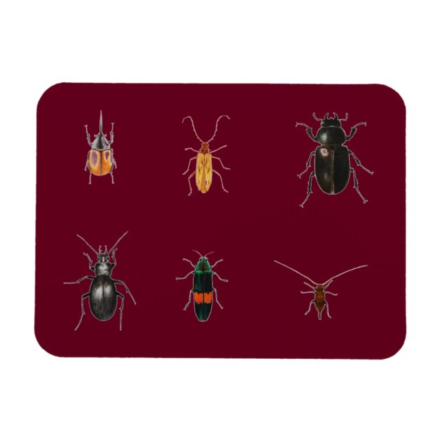 Bug 2011 magnet (Horizontal)