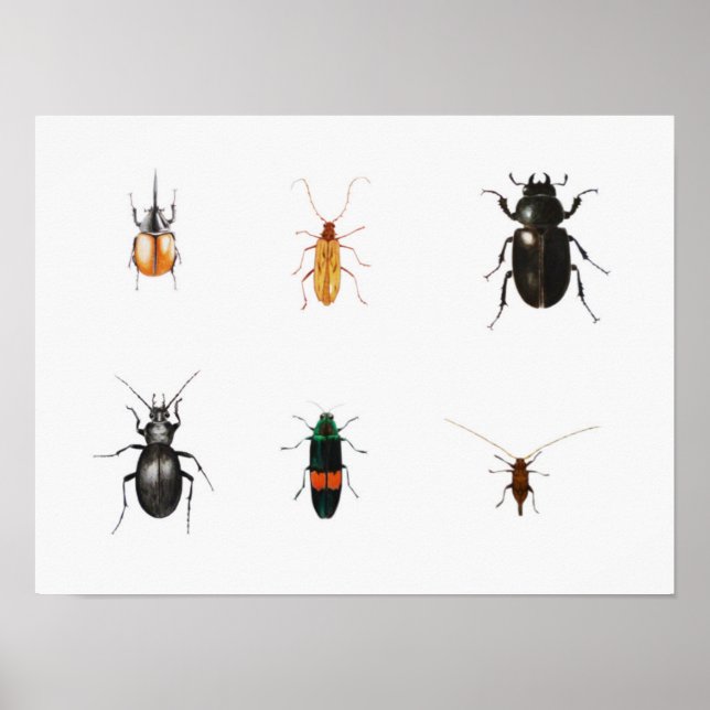 Bug 2011 poster (Vorne)