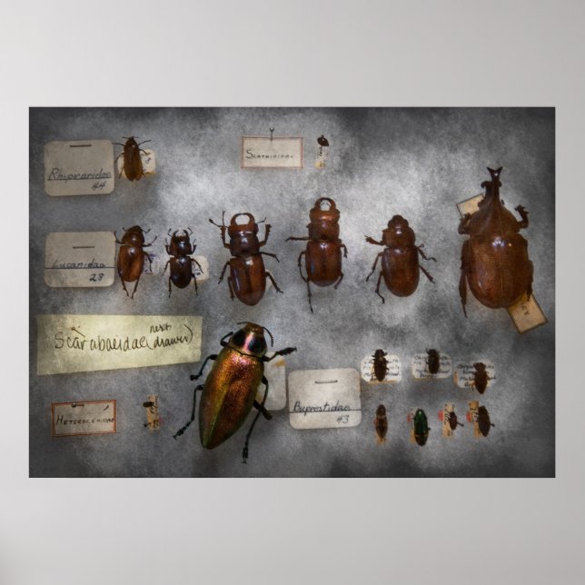 Bug Collector - Die Insektensammlung Poster (Vorne)
