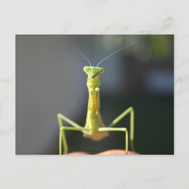 Bug dich postkarte (Vorderseite)