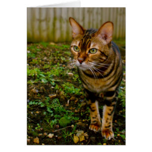 Bug Hunter