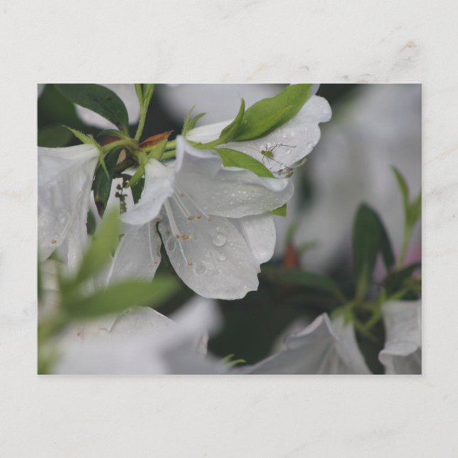 Bug über eine Azalea Postkarte (Vorderseite)