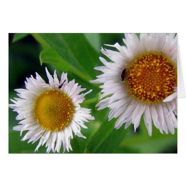 Bug und weiße Blume (Vorderseite (Horizontal))