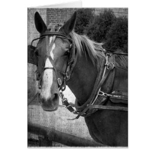 Buggy Pferd am Hitching Post