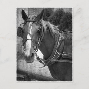 Buggy Pferd am Hitching Post Postkarte