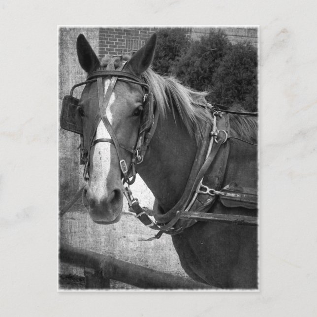 Buggy Pferd am Hitching Post Postkarte (Vorderseite)